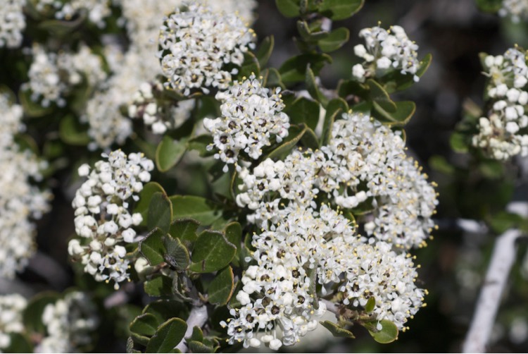 ceanothus-cuneatus750.jpg