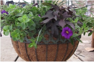 hangingbasket325.jpg