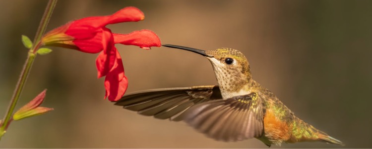 hummingbird750.jpg
