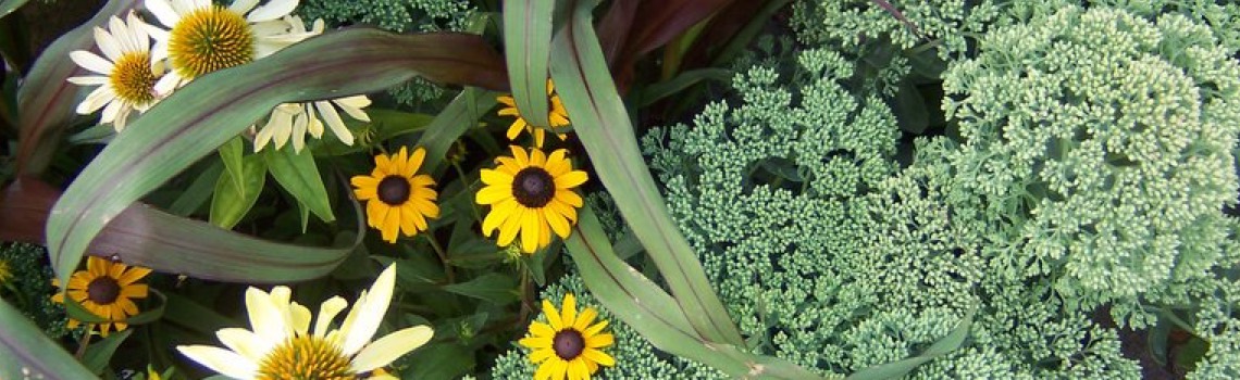 plantlibraryhd.jpg