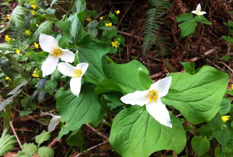 trillium750.jpg