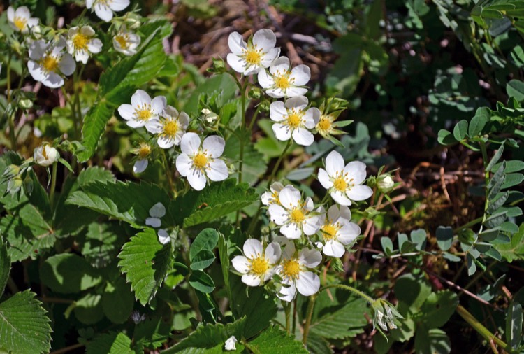 wild-strawberries750.jpg