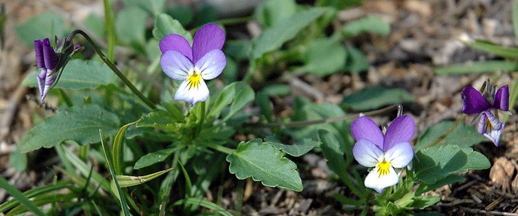 Top Annuals