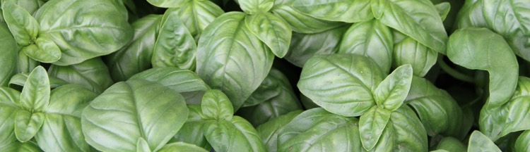 herbs