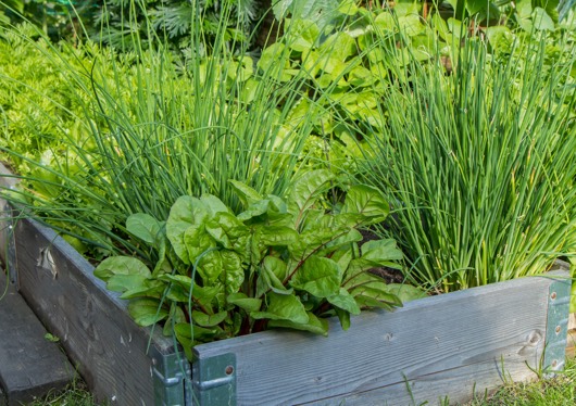 herbs