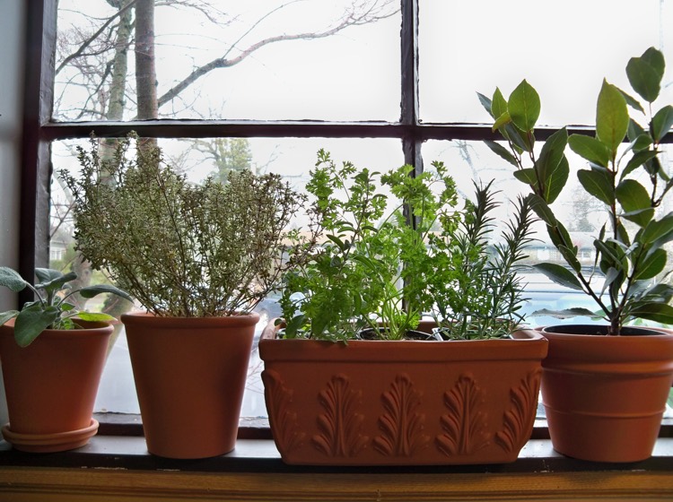 herbs