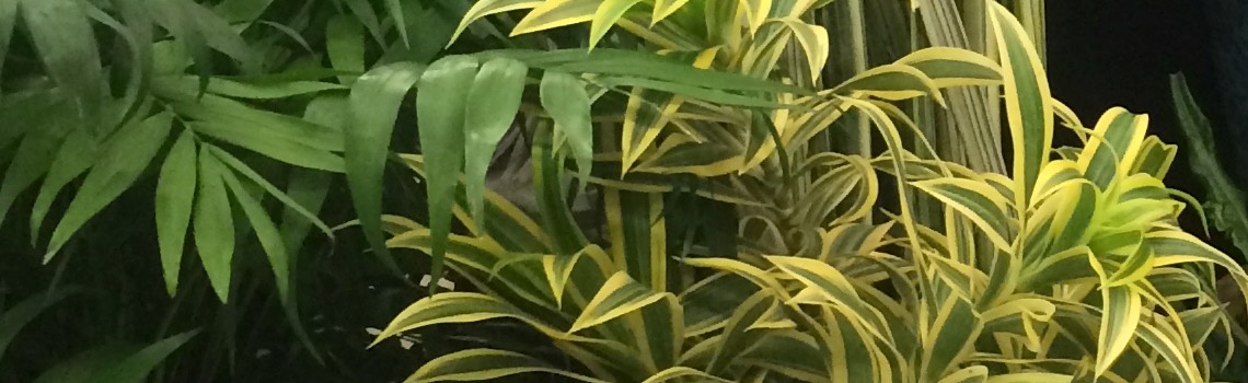 planting houseplants