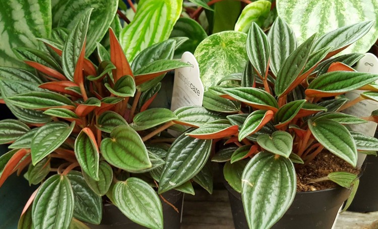 peperomia roso