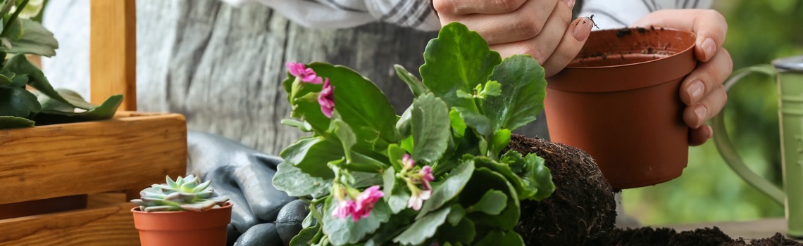 planting houseplants