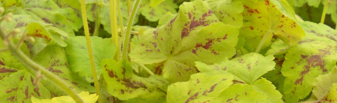 planting evergreen perennials