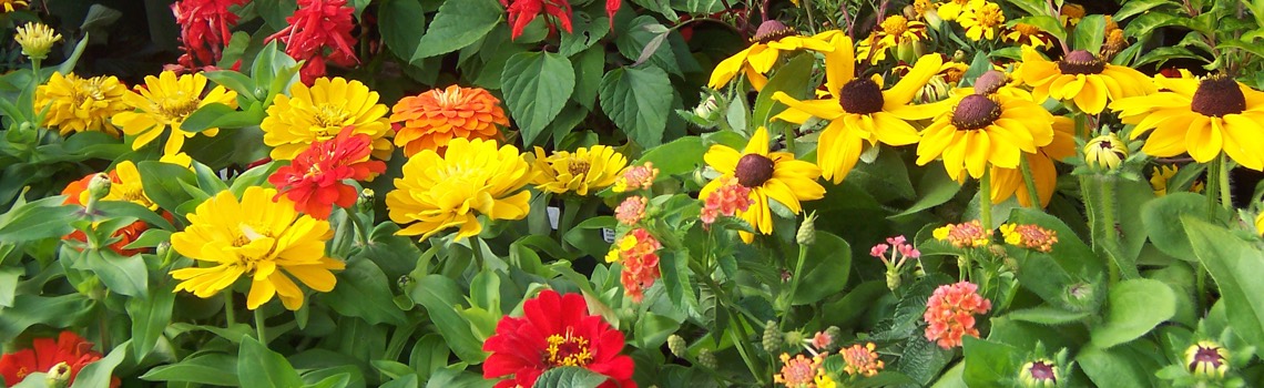 planting perennials