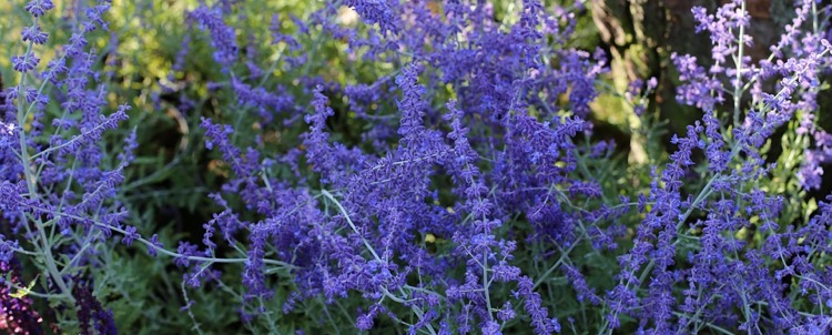 planting perennials