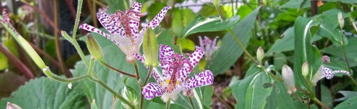 planting perennials