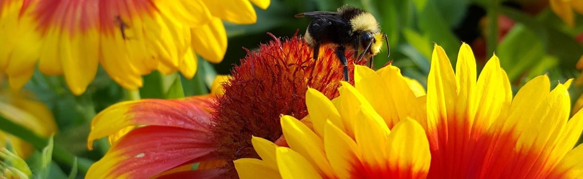 planting perennials