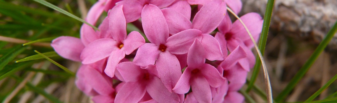 planting perennials