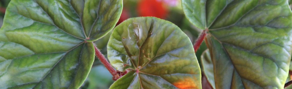 Annual Shade Combinations