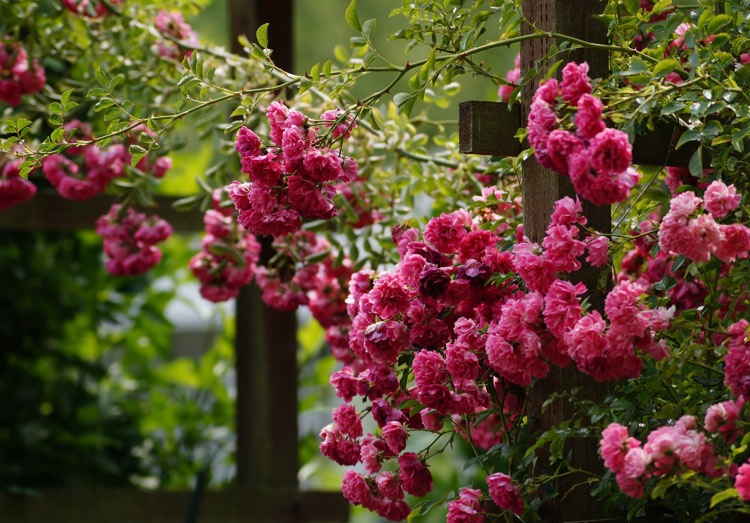 Vines