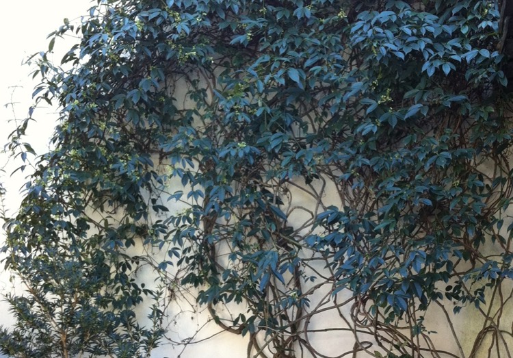 Vines Portland Nursery
