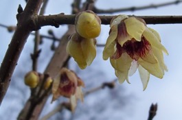 Chimonanthus