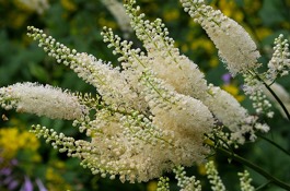 Clethra
