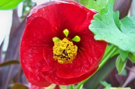 Annuals