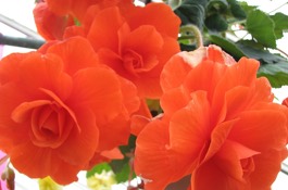 Annuals