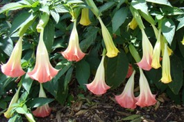 Annuals