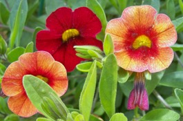 Annuals