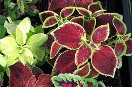 Annuals