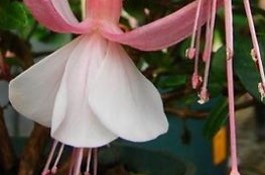 Annuals