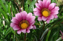 Annuals