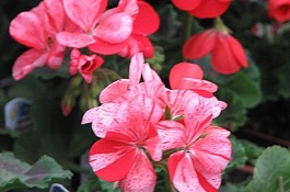 Annuals
