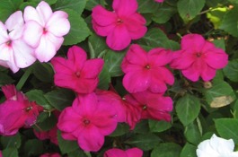 Annuals