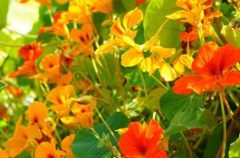 Annuals