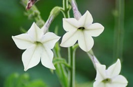 Annuals