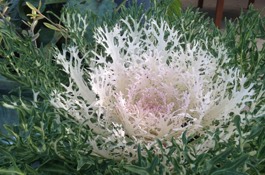 Annuals
