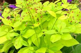 Annuals