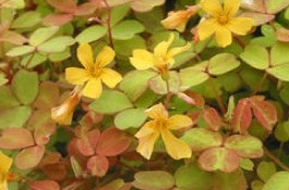 Annuals
