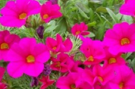 Annuals