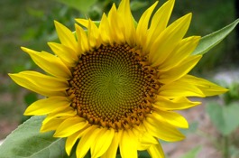 Annuals