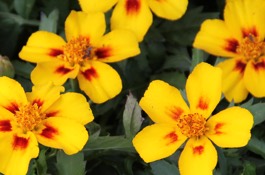 Annuals