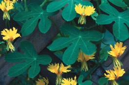 Annuals