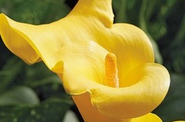 Annuals