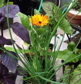 Edible container Designs