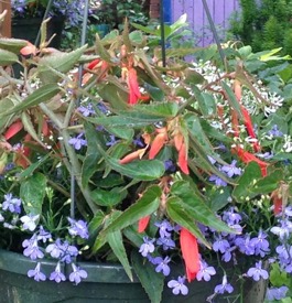 Low Maintenance Container