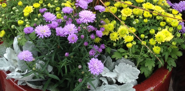 Fall Containers