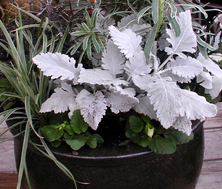 Fall Containers