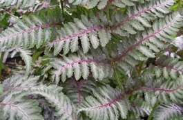 Ferns