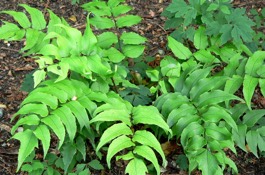 Ferns