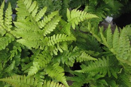 Ferns